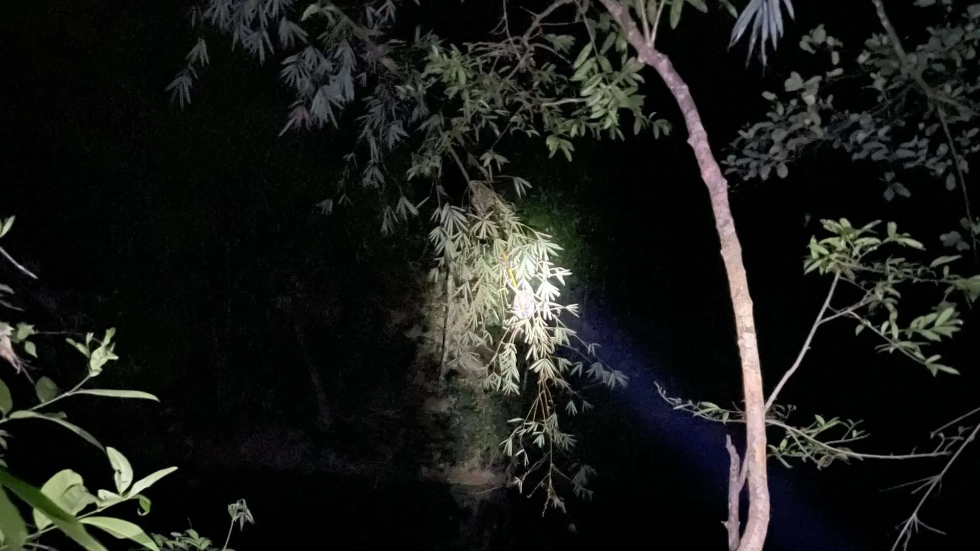 Khao Sok Night Safari: A Nocturnal Hike through the Wild Jungle -