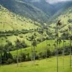 Cocora Valley Colombia