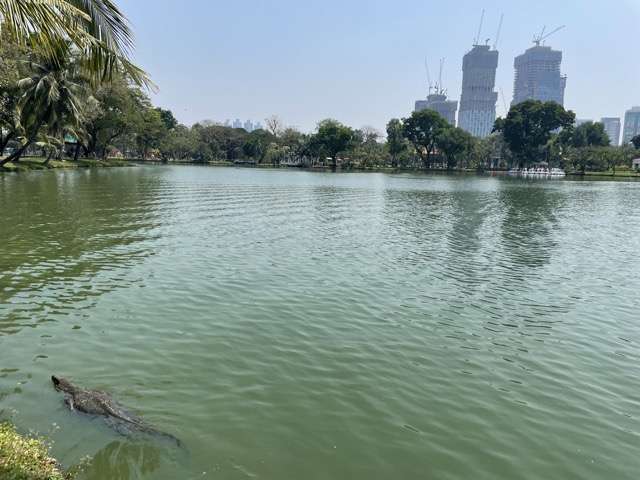 Monitor lizard swimming in the lake in Lumphini Park, Bangkok