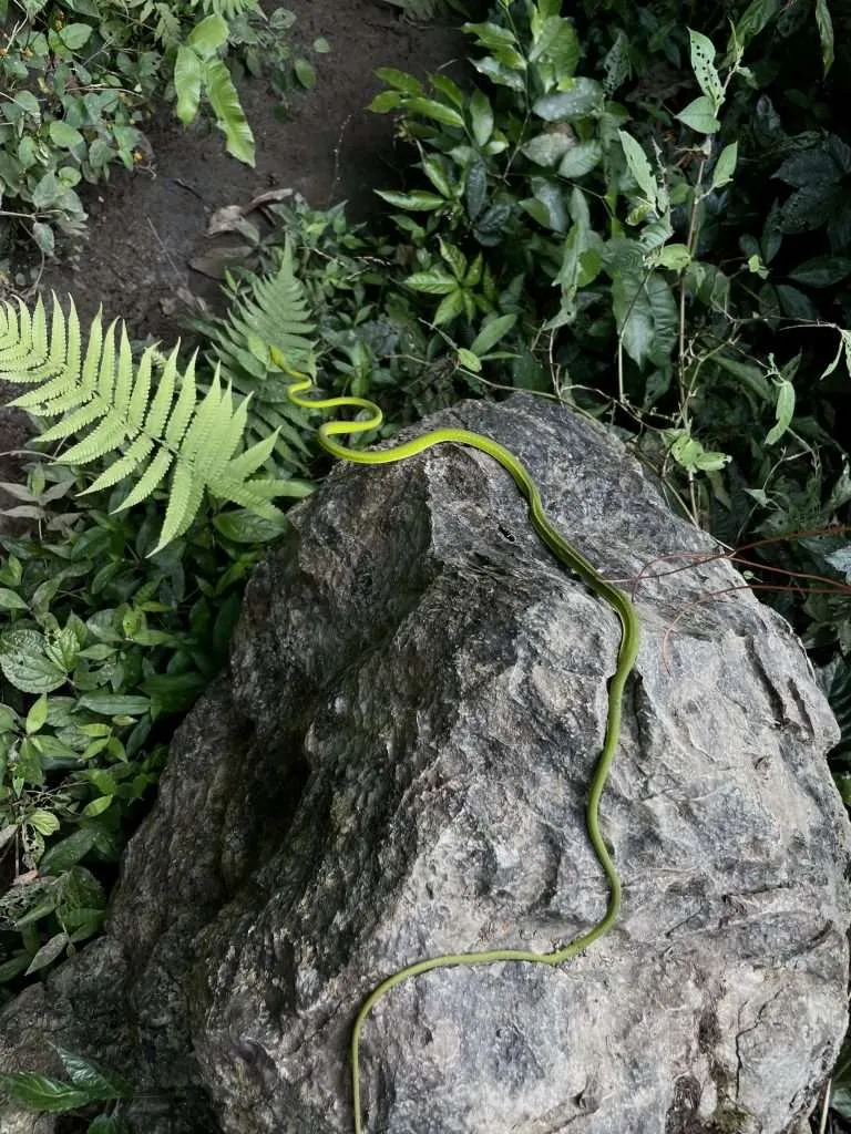 Snake in Hang Pygmy Trek - Phong Nha, Vietnam