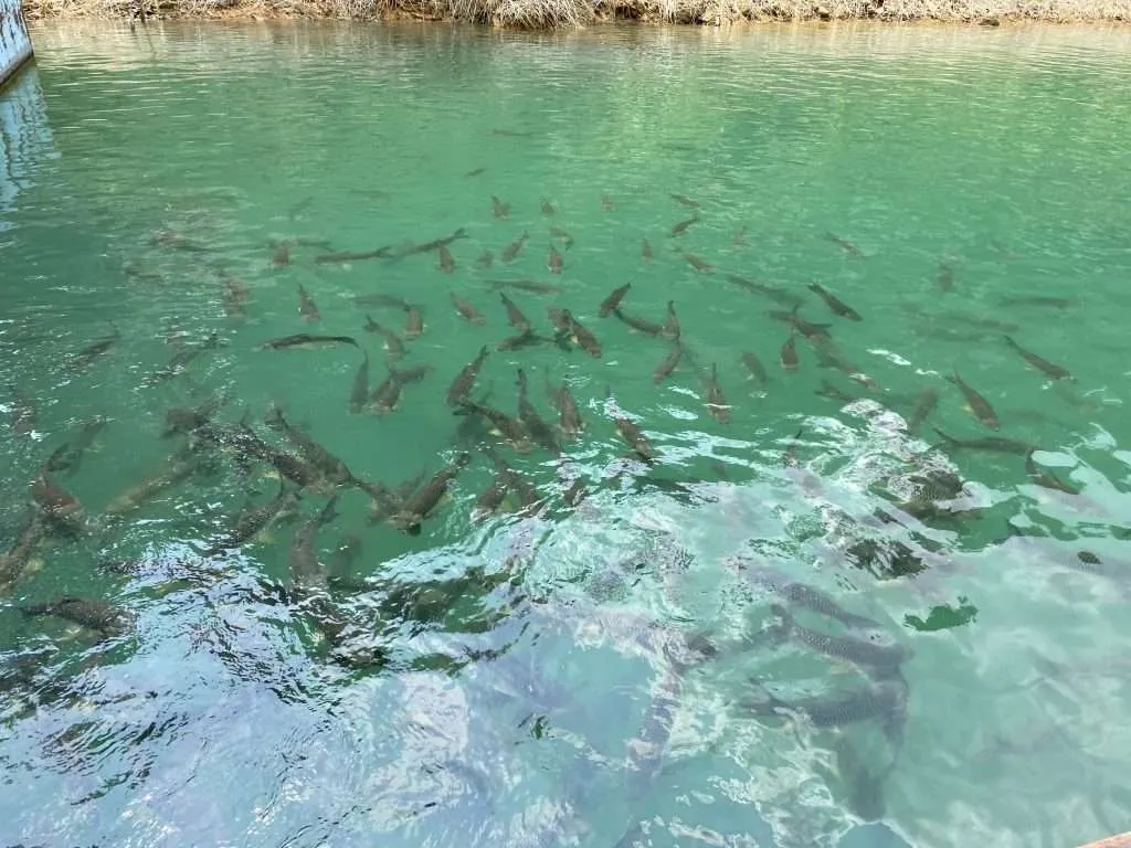 School of fish you can feed at Cheow Lan Lake pier